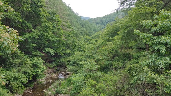                      깊은 계곡 온갖 수종의 수목과 계곡물이 있어 동물들이 서식하기도 안성맞춤이다(사진촬영 : 윤지태 기자)