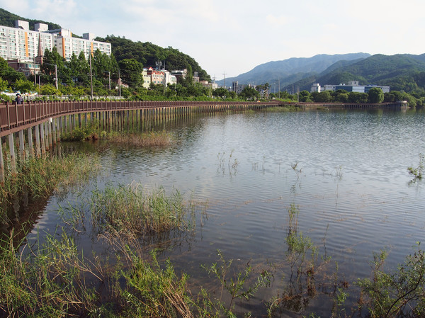                             호수 데크 산책로를 따라 거닐면 가마우지와 원앙을 볼 기회가 있다.(사진촬영 : 서홍렬 기자)