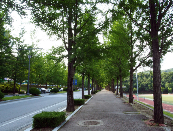                 해마다 늦가을이 되면 교내 은행나무 가로수의 노란색 단풍이 매우 아름답다.(사진촬영 : 서홍렬 기자)