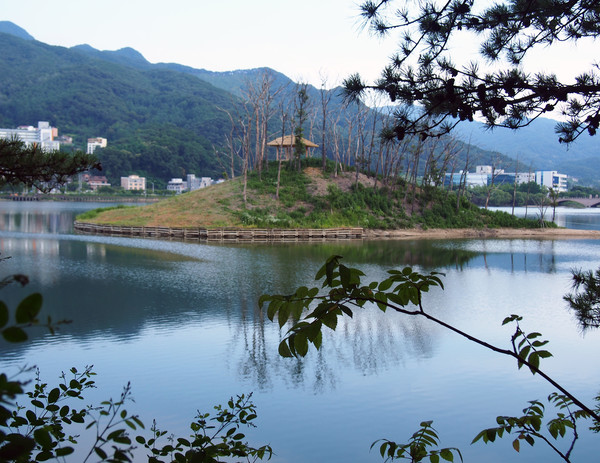                       호수섬. 가마우지가 서식하고 있으며 섬의 나무들이 고사 직전에 놓여있다.(사진촬영 : 서홍렬 기자)