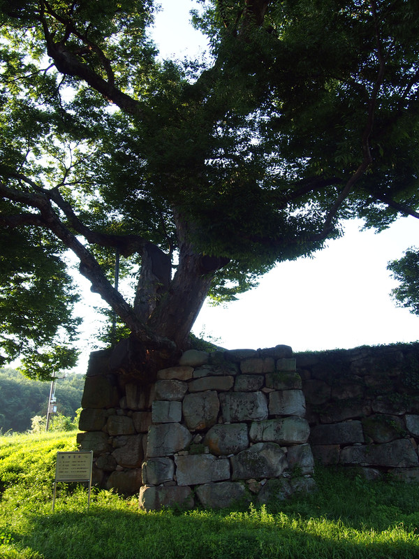             거돈사지에 위치한 느티나무. 수령 1,000년 이상 된 고목으로 여전히 왕성한 모습의 건강한 느티나무이다.                                                                                                       (사진촬영 : 서홍렬 기자)