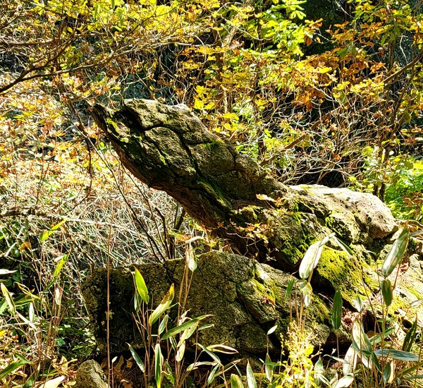                                                   도로옆 계곡 아래쪽에 거북 형태의 바위가 있다.(사진촬영 : 서홍렬 기자) 
