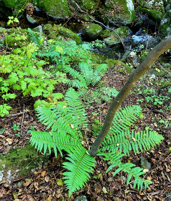                                                   입석대로 가는 계곡에 양치류식물 군락이 있다.(사진촬영 : 서홍렬 기자)