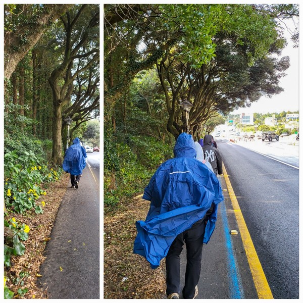 [걷기에 집중하는 올레꾼들  모습 = 김영통 기자 제공]