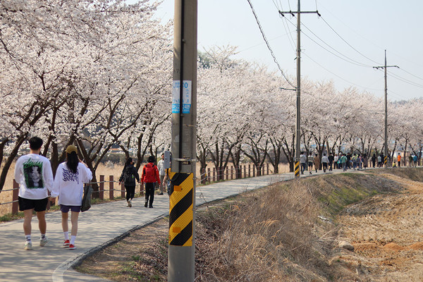 4월 2일, 원주천 벚꽃 길을 걷는 시민들