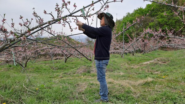                                 꽃을 솎아야 하는 이 계절은 바쁘다