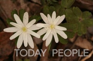 치악산에서 자생하고 있는 꿩의바람꽃 (사진 : 국립공원공단)