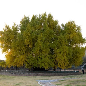                                    반계리 은행나무(사진제공 : 네이버)