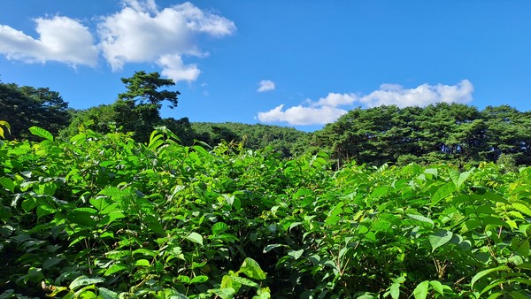 옻나무 재배지                                                                                                                                      촬영: 김영희 기자