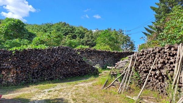 판매가 안 된 채칠 후의 옻나무들                                                                                                            촬영: 김영희 지자