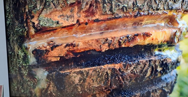 진액을 흘리는 옻나무                                                                                                                                제공: 안영배 님