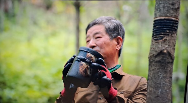            채칠하는 모습                                                                                                                                          제공: 안영배 님