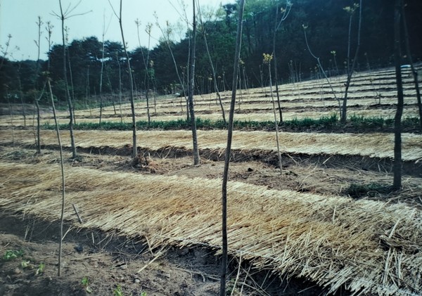 묘목 심기                                                                                                                                                             제공: 안영배 님